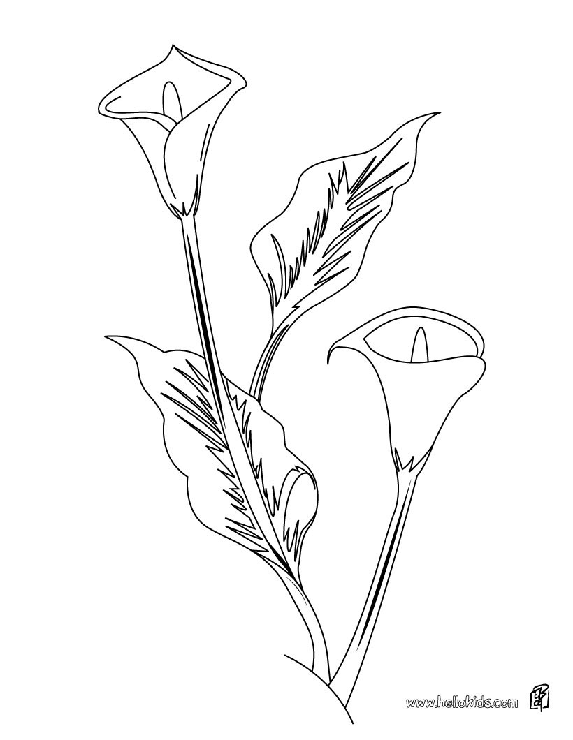 Arum lily coloring pages