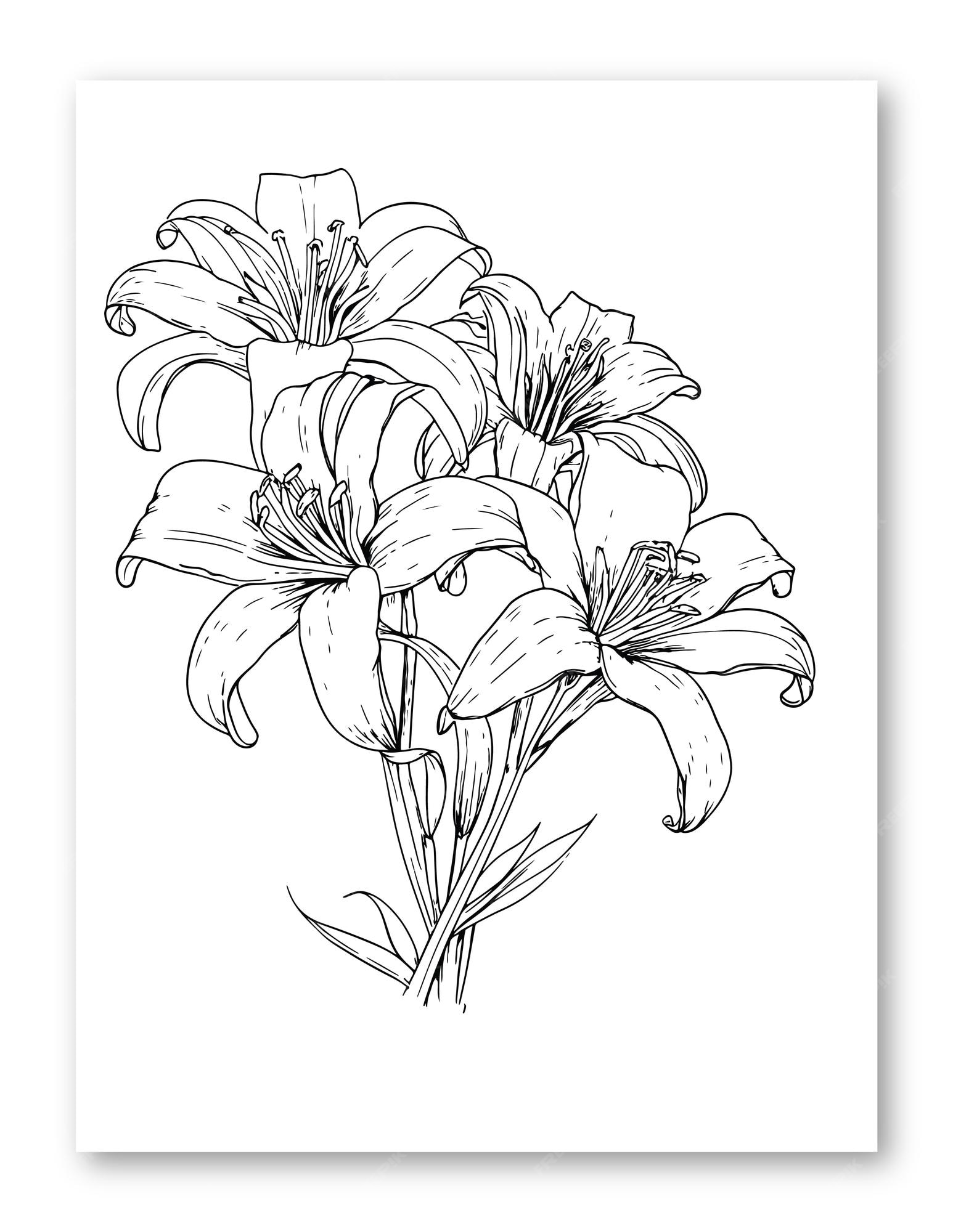 Premium vector lily flower illustration for coloring page