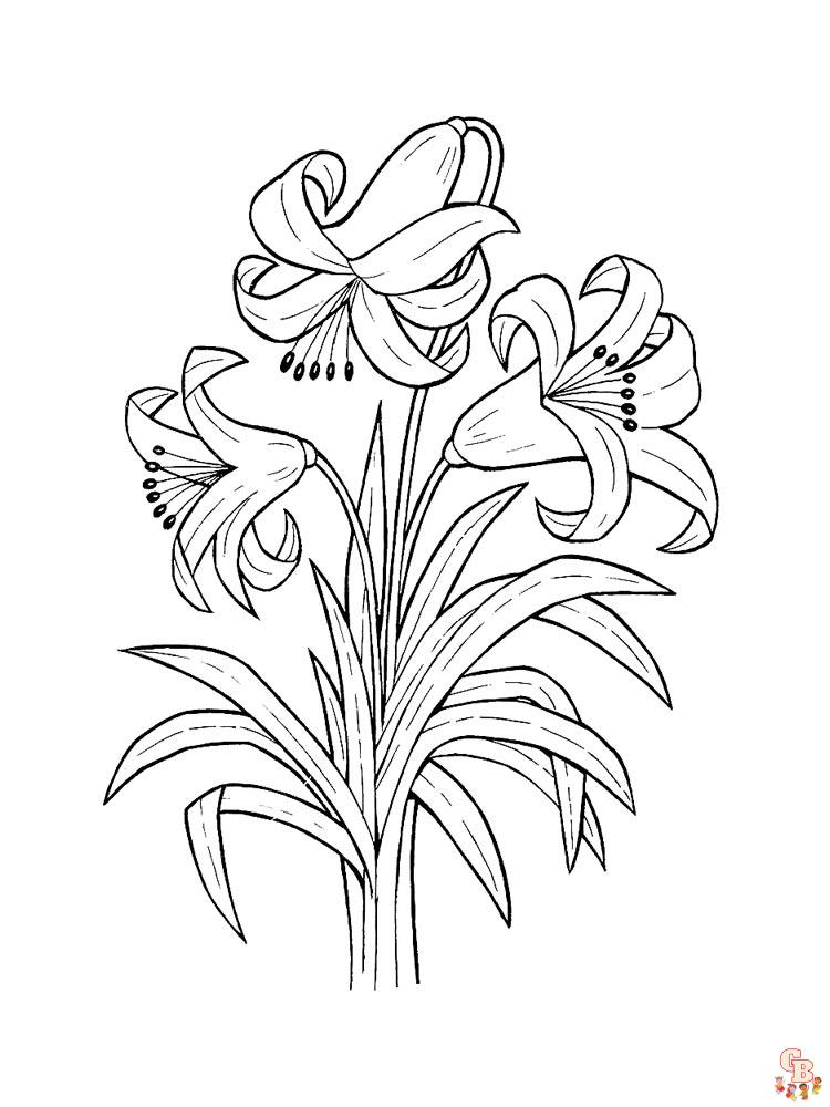 Desert lily coloring pages