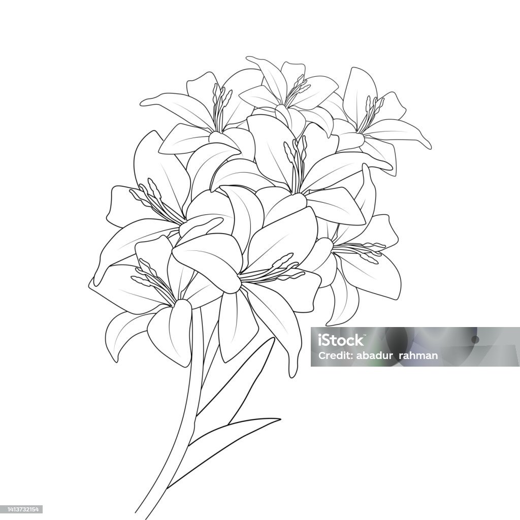 Lily flower vector graphic line art design for coloring book page illustration stock illustration