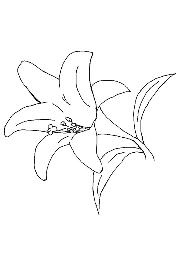 Free printable the daffodil coloring picture assignment sheets pictures for child