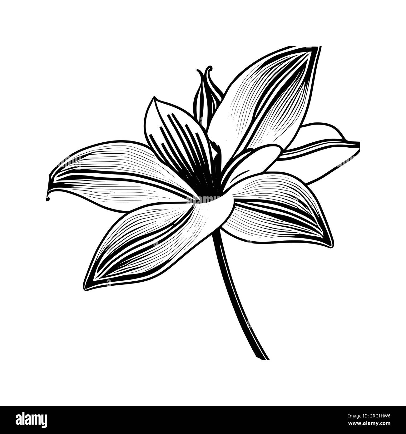 Nice lily flower coloring book vector stock vector image art