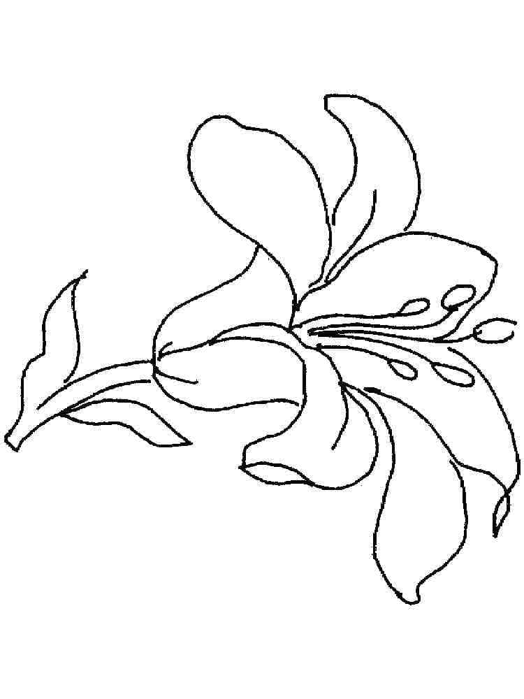 Beautiful lily flower coloring page