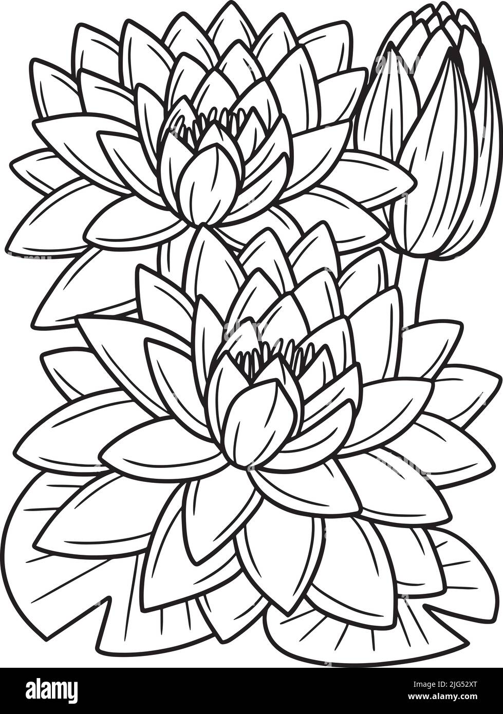 Water lily flower coloring page for adults stock vector image art