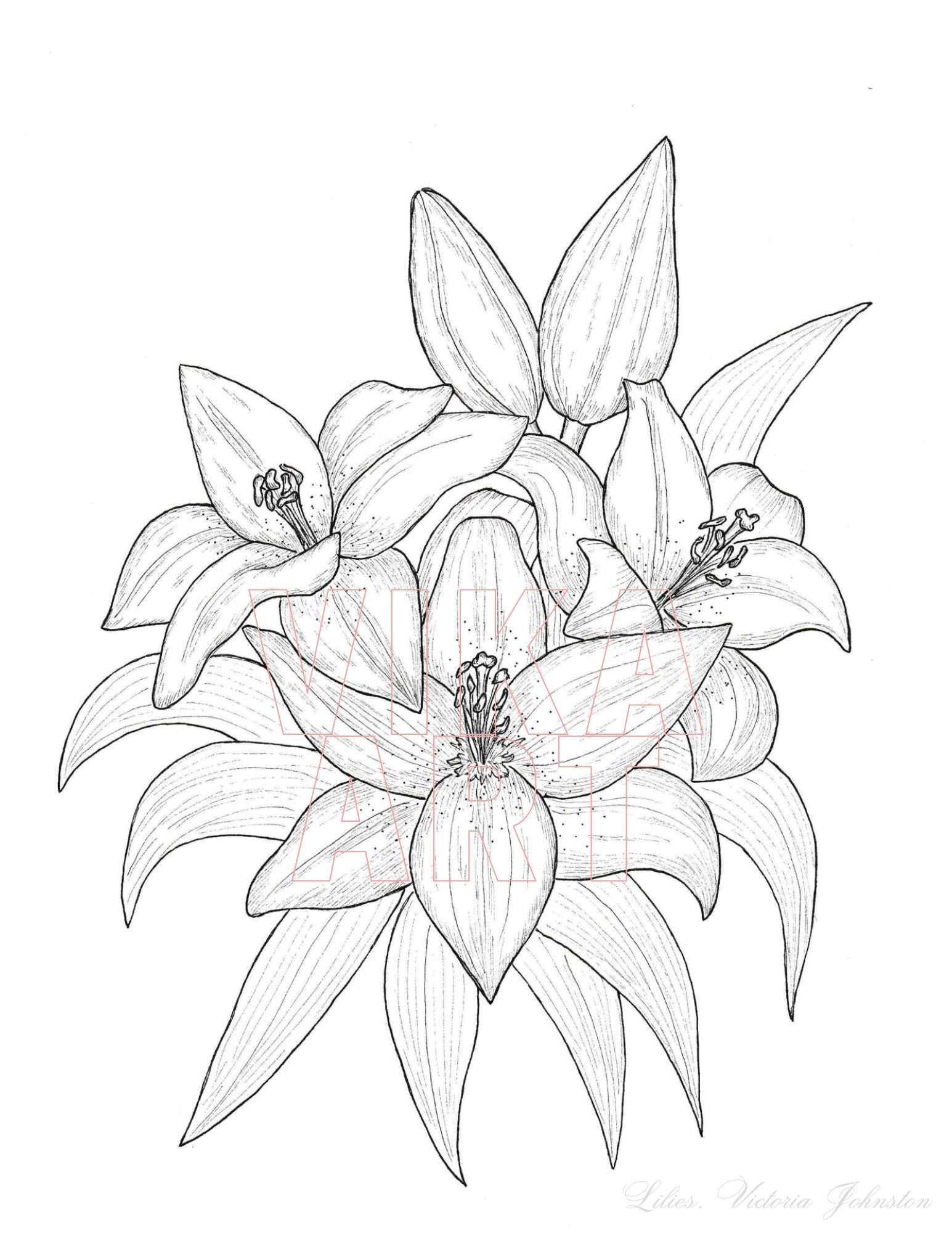 Lily flower coloring pageinstant download coloringpage for adults and kids