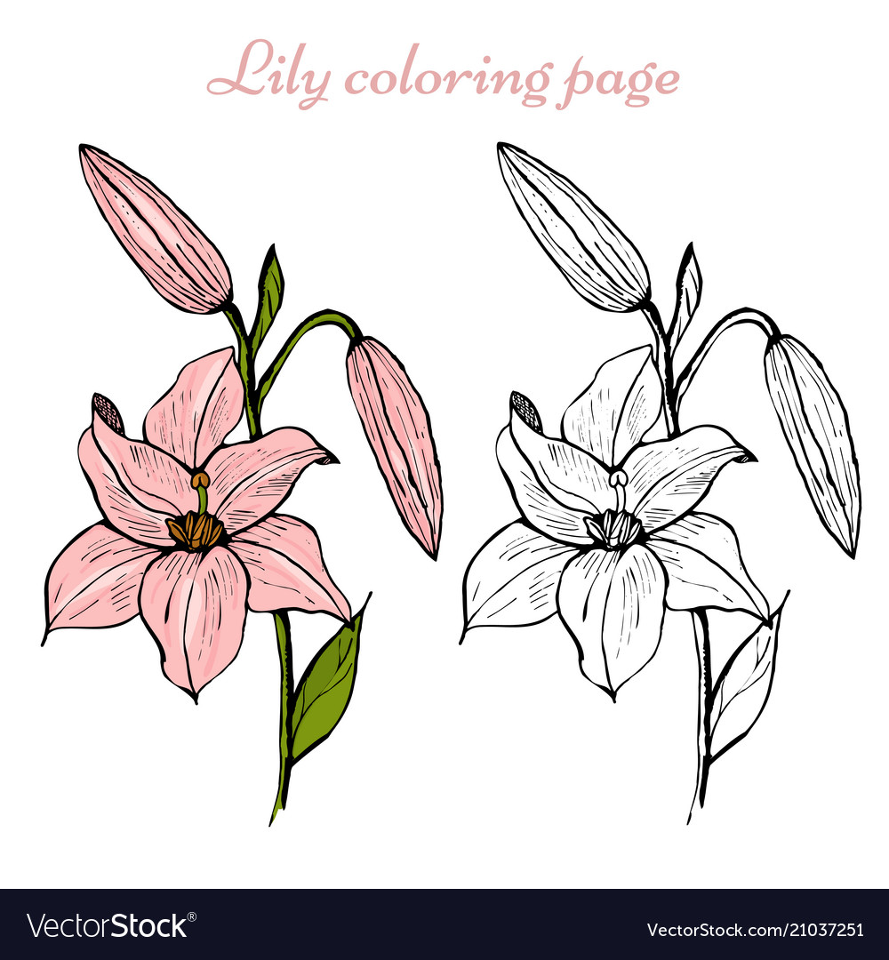 Lily flower coloring page royalty free vector image