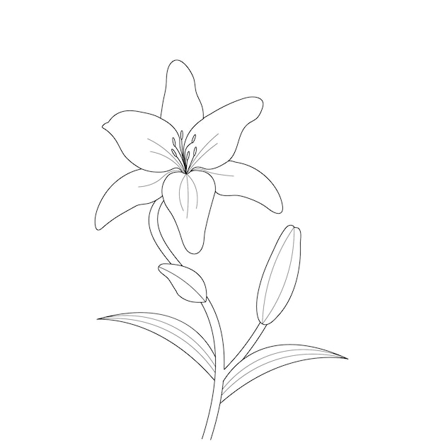 Premium vector lily flower coloring page with line art for kids drawing illustration