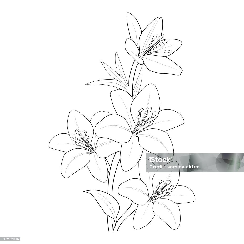 Lily flower vector art easy lily flower outline lily flowers coloring book for children hand drawn plants bloom nature ink engraving lily flower drawing black and white stock illustration