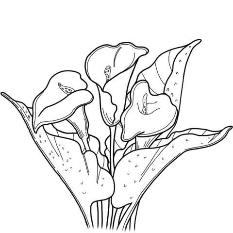 Coloring pages lily flower coloring pages for kids