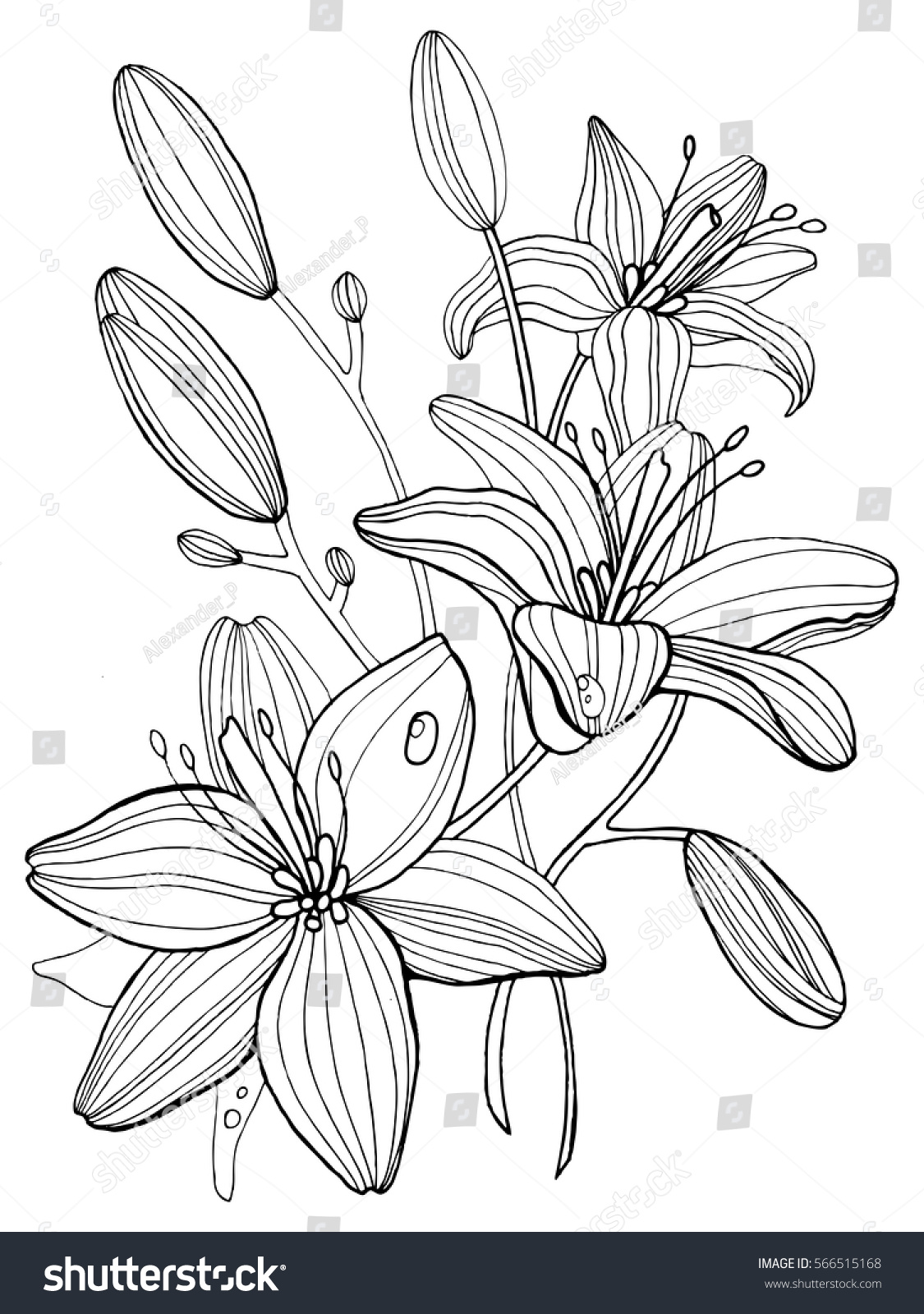 Lily flowers coloring book vector illustration stock vector royalty free