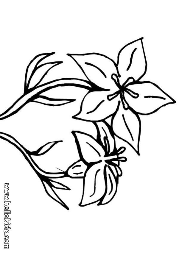 Lily flower coloring pages