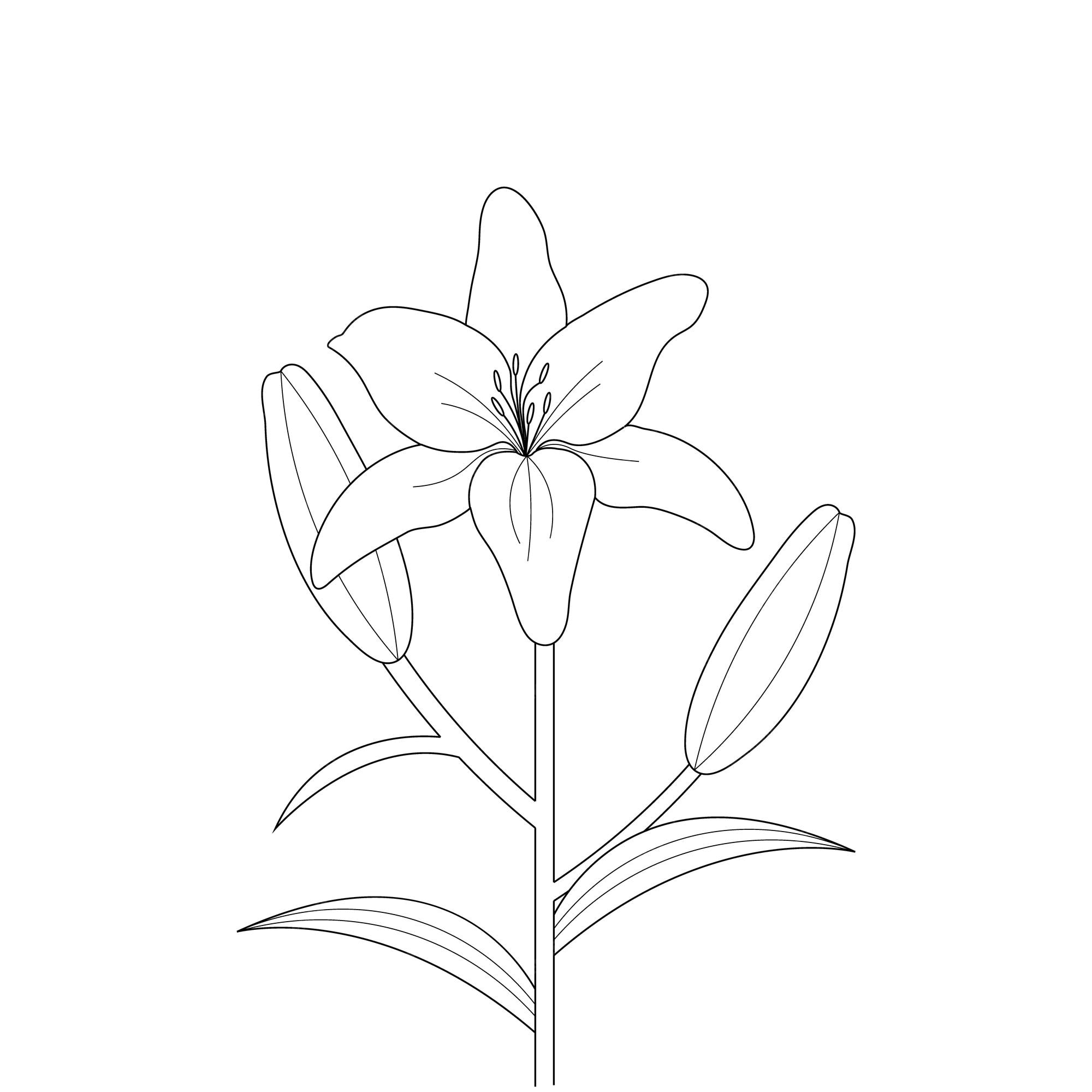 Premium vector lily flower coloring page with line art for kids drawing illustration