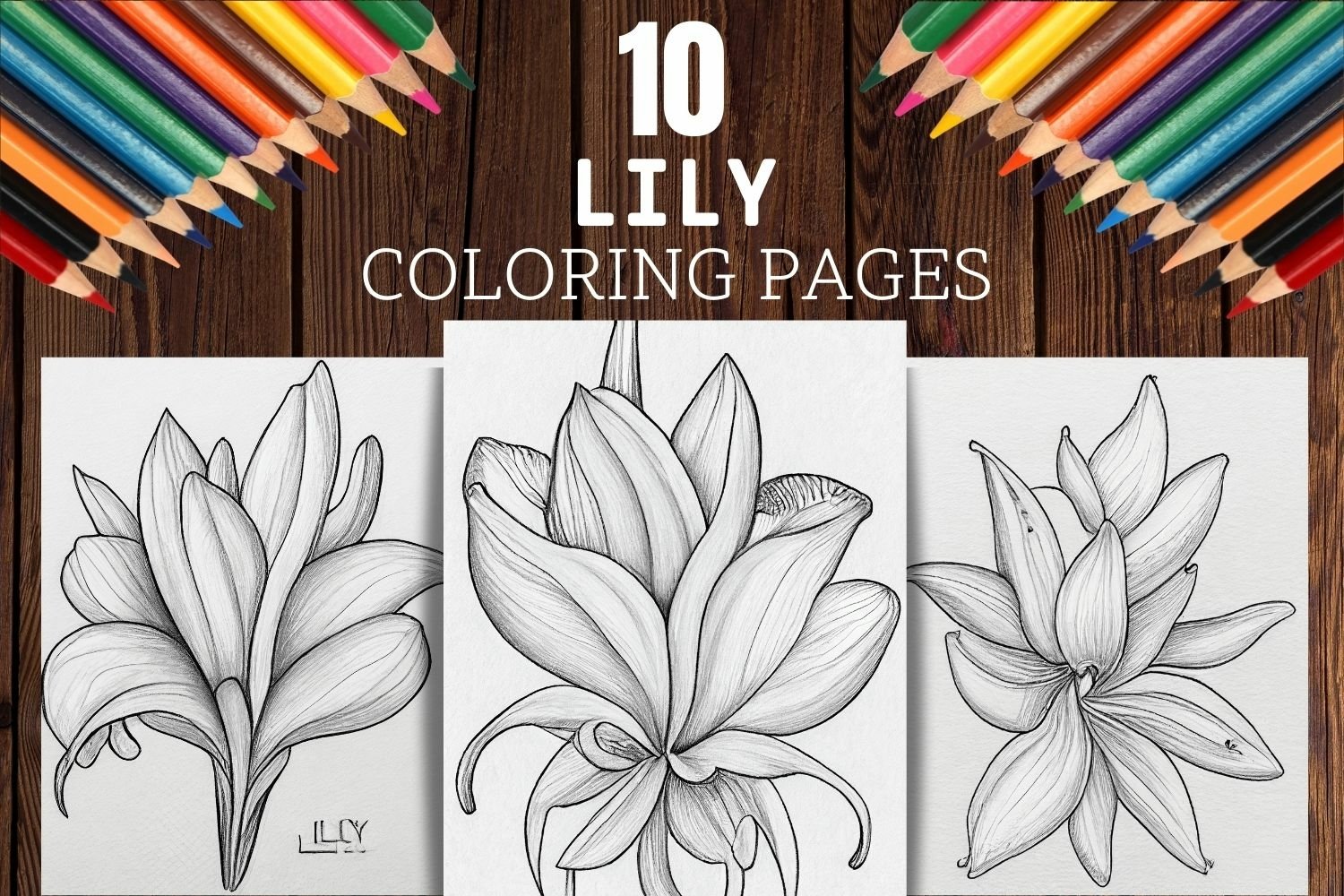 Lily flowers coloring pages