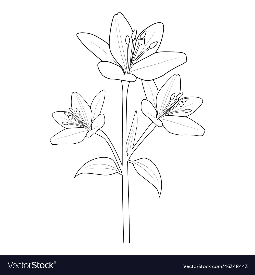 Lily flower coloring page drawing easy royalty free vector