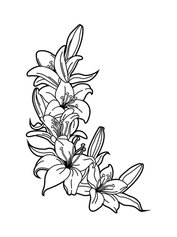 Lilies flowers image coloring page