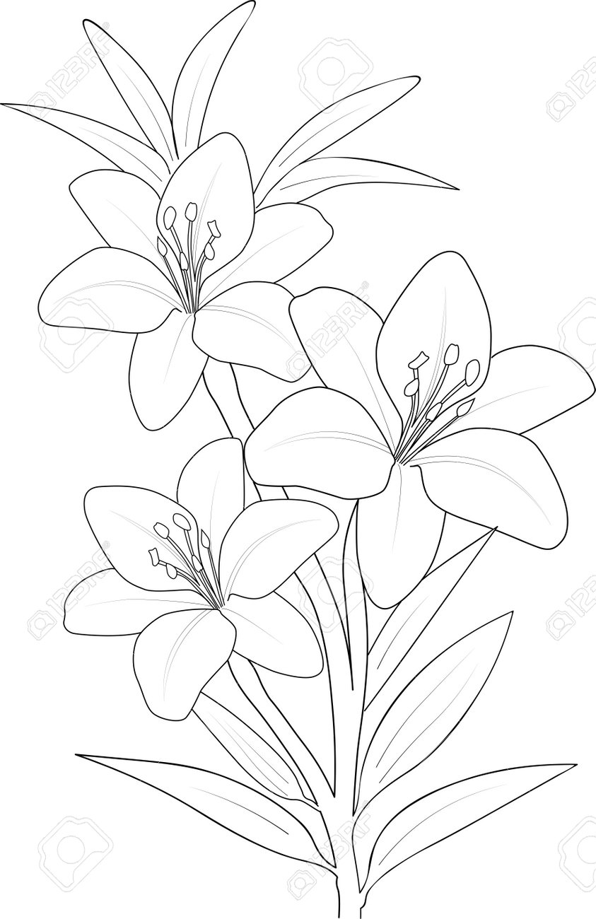 Lily flower in black and white vector illustration for coloring book realistic lily flower coloring pages cute flower coloring pages lily flower drawing outline vector natur royalty free svg cliparts vectors and
