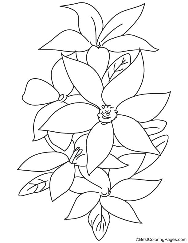 Lily flowers coloring page download free lily flowers coloring page for kids best coloring pages