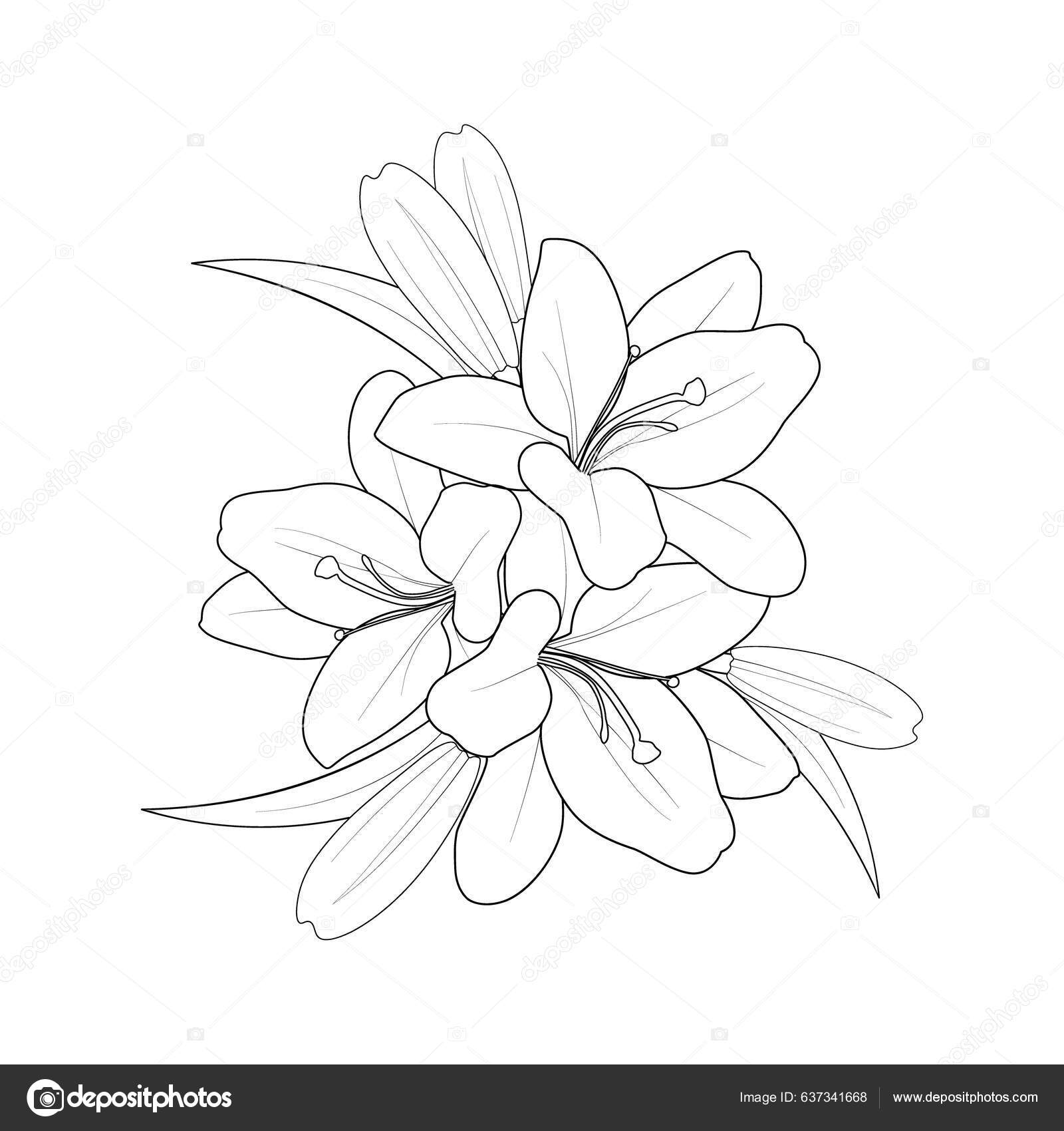 Lily flower coloring pages floral botanical spring botany vector sketch stock vector by saminaakter