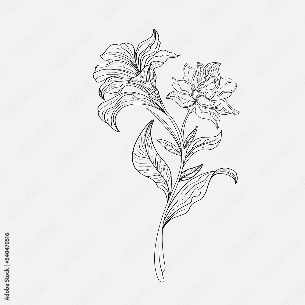 Coloring pages of beautiful lily flowers printables outline lilies black and white page for coloring book anti