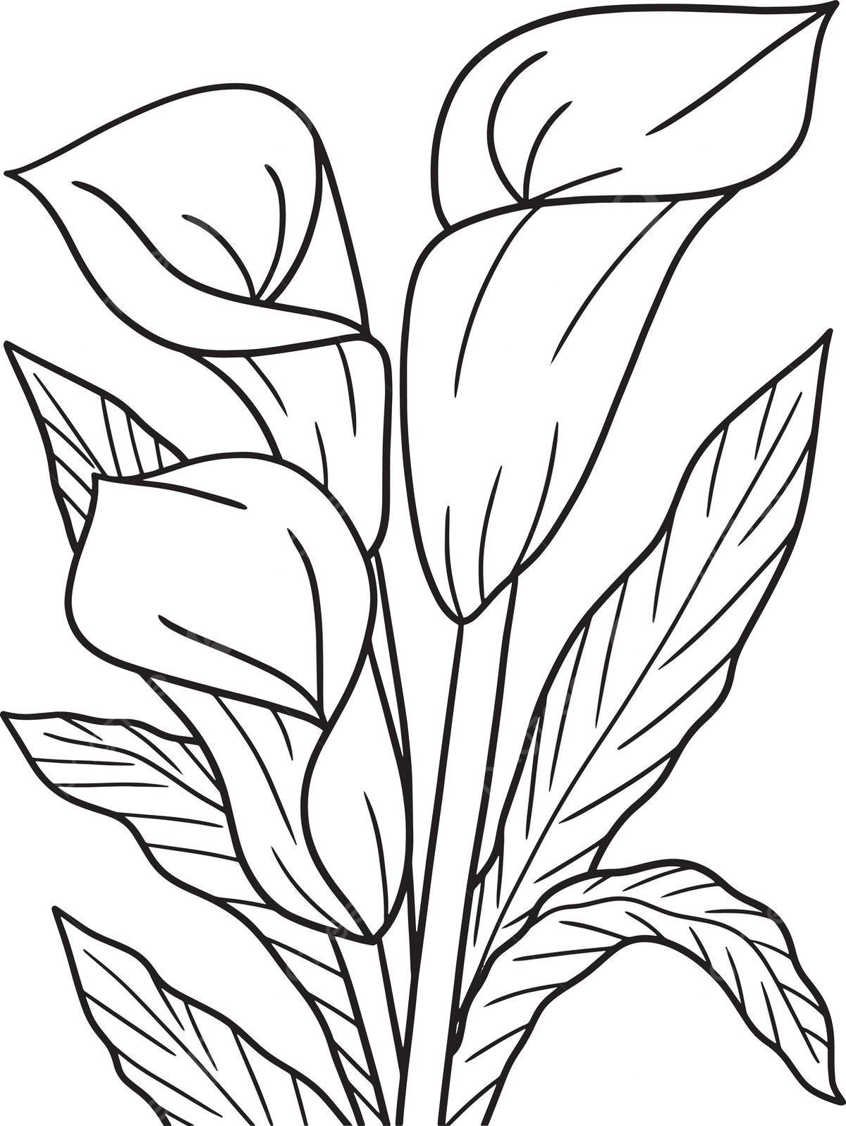 Zantedeschia flower coloring page for adults flower adult silhouette vector flower drawing ring drawing ant drawing png and vector with transparent background for free download