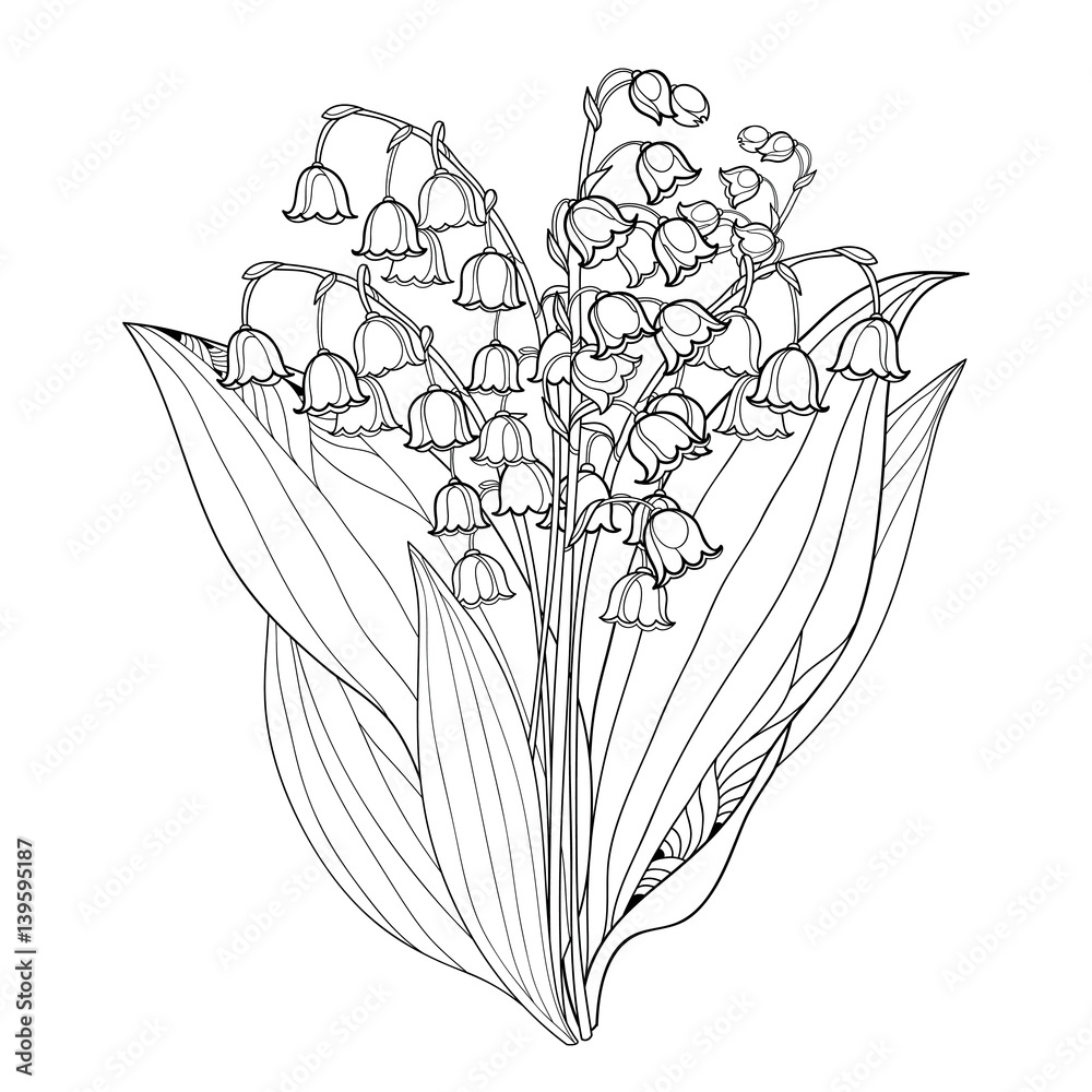 Vector bouquet with outline lily of the valley or convallaria flowers and leaves isolated on white