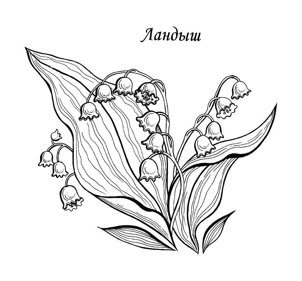 Online coloring pages coloring lily of the valley coloring