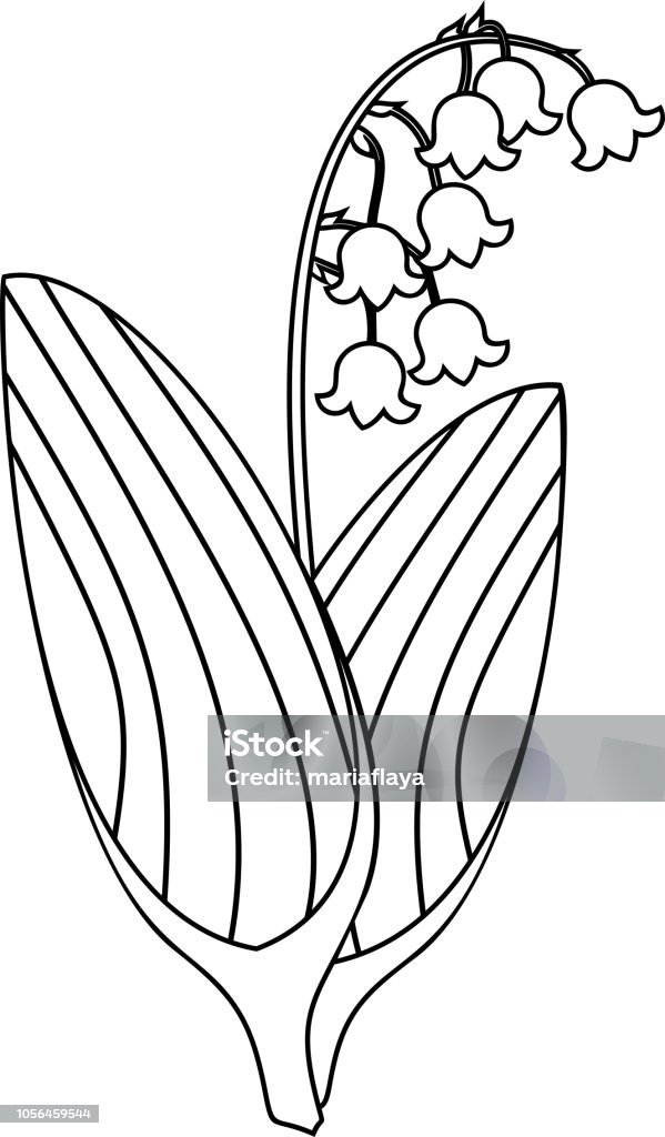 Coloring page lily of the valley plant with flowers and leaves stock illustration