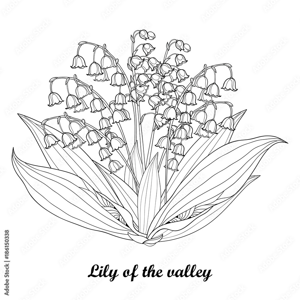 Vector bouquet with outline lily of the valley or convallaria flower and leaf in black isolated