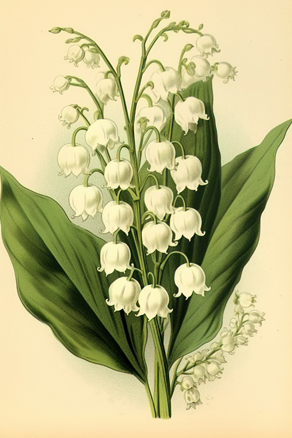 Pictures of lily of the valley
