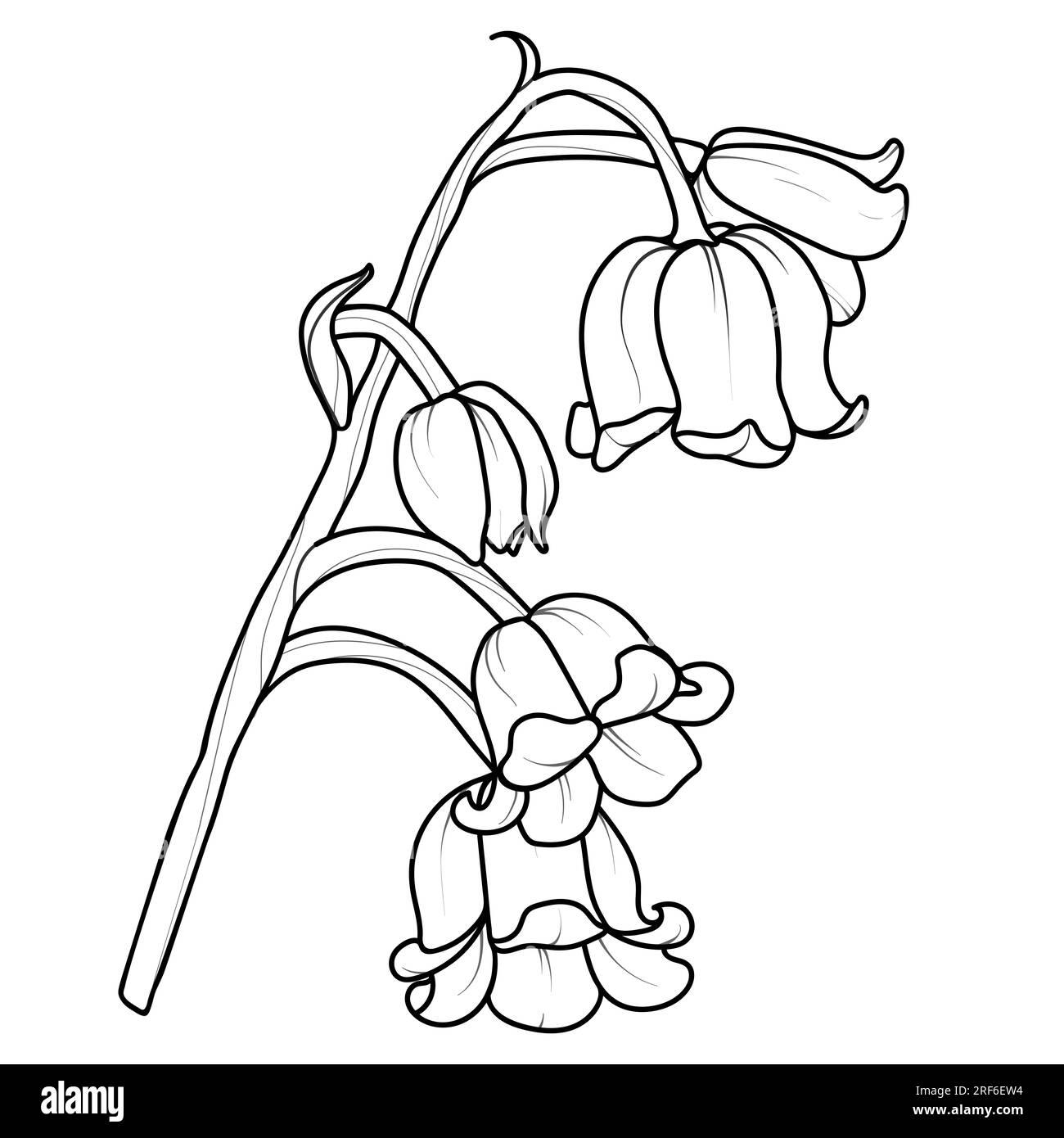 Lily of the valley garden black and white stock photos images