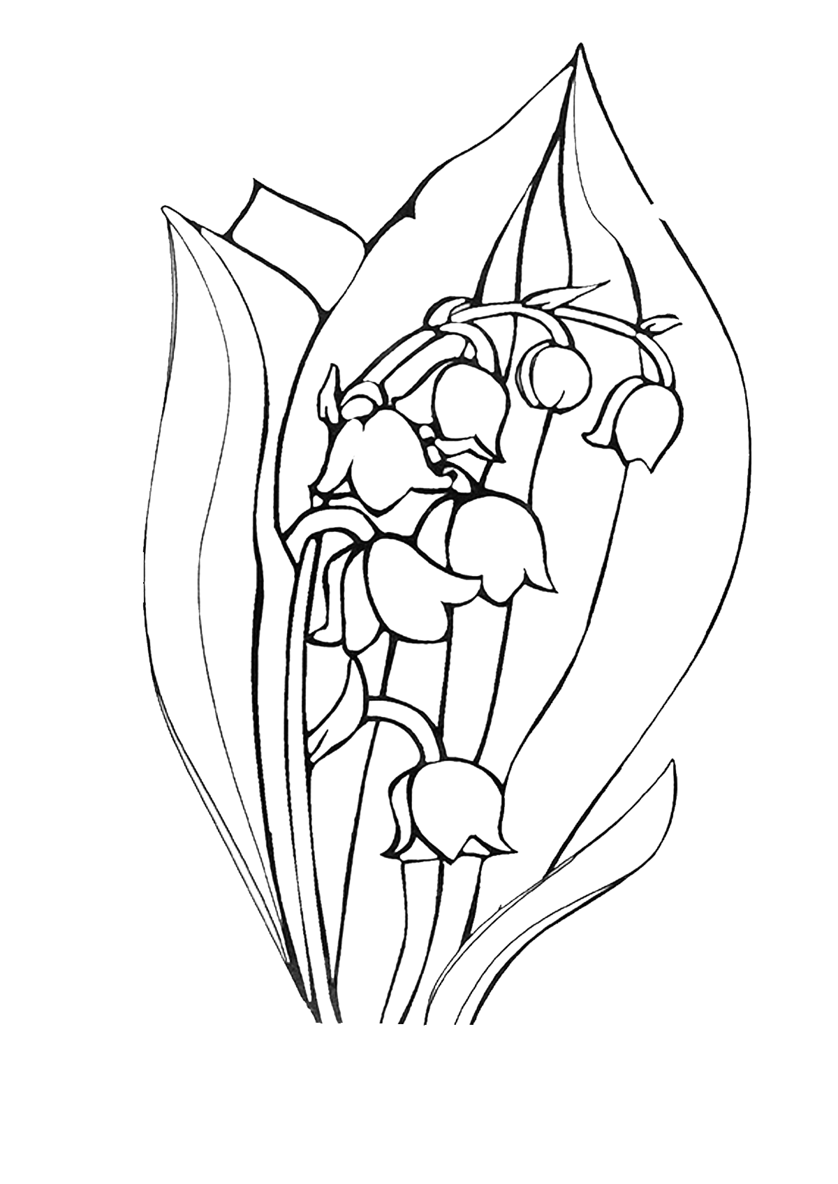 Lily of the valley coloring pages to download and print for free