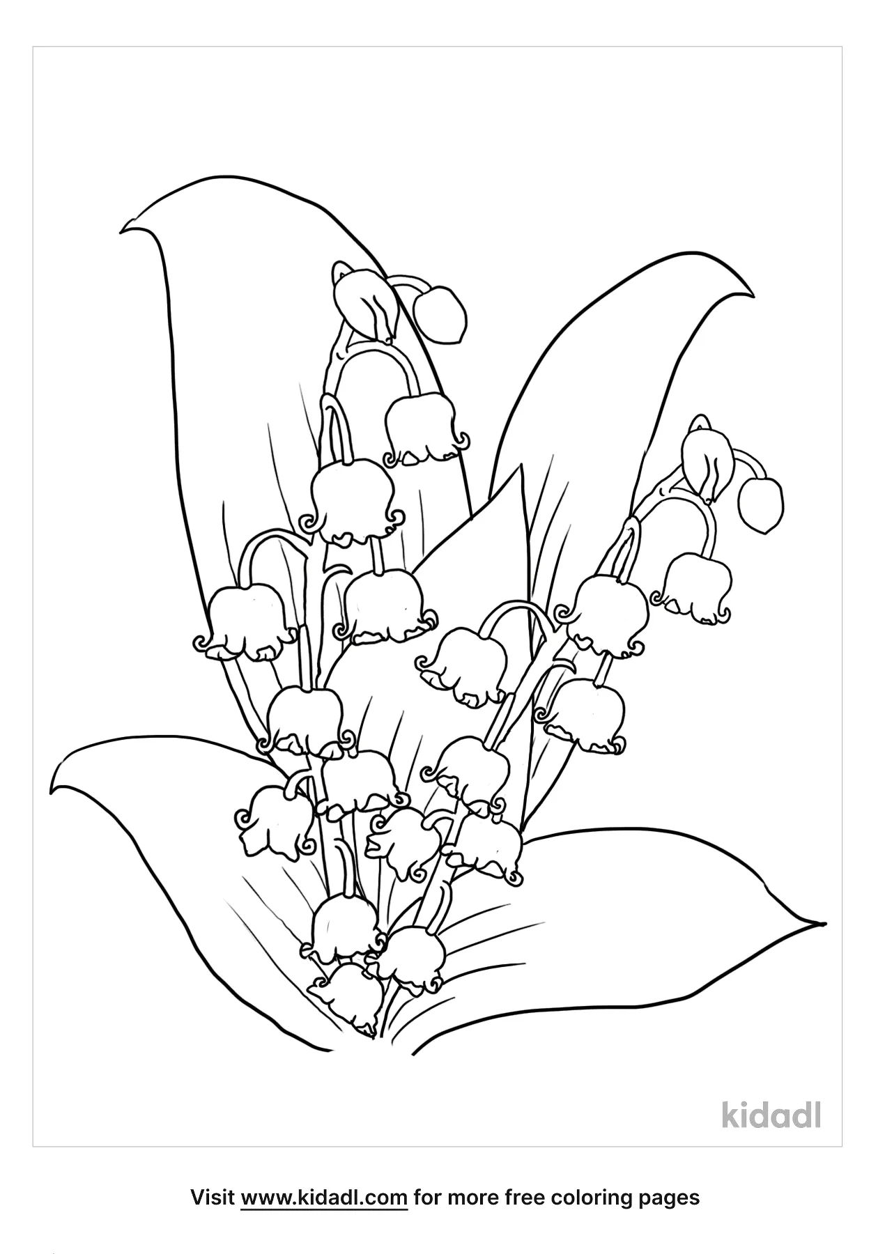 Free lily of the valley coloring page coloring page printables