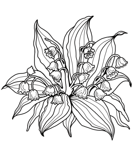 Lily of the valley coloring pages printable for free download