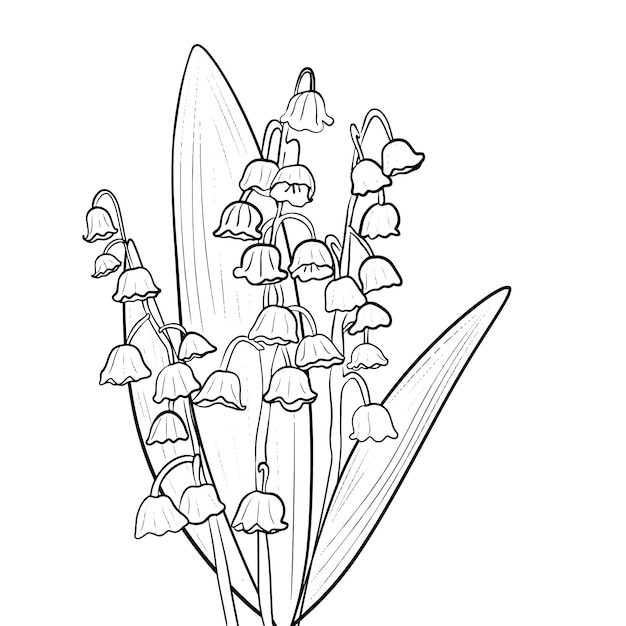 Premium vector hand drawn doodle vector isolated lily of the valley branch colorless black and white contour line