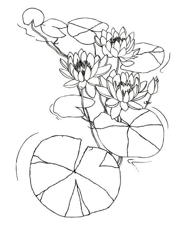 Water lily flowers among lily pad coloring page