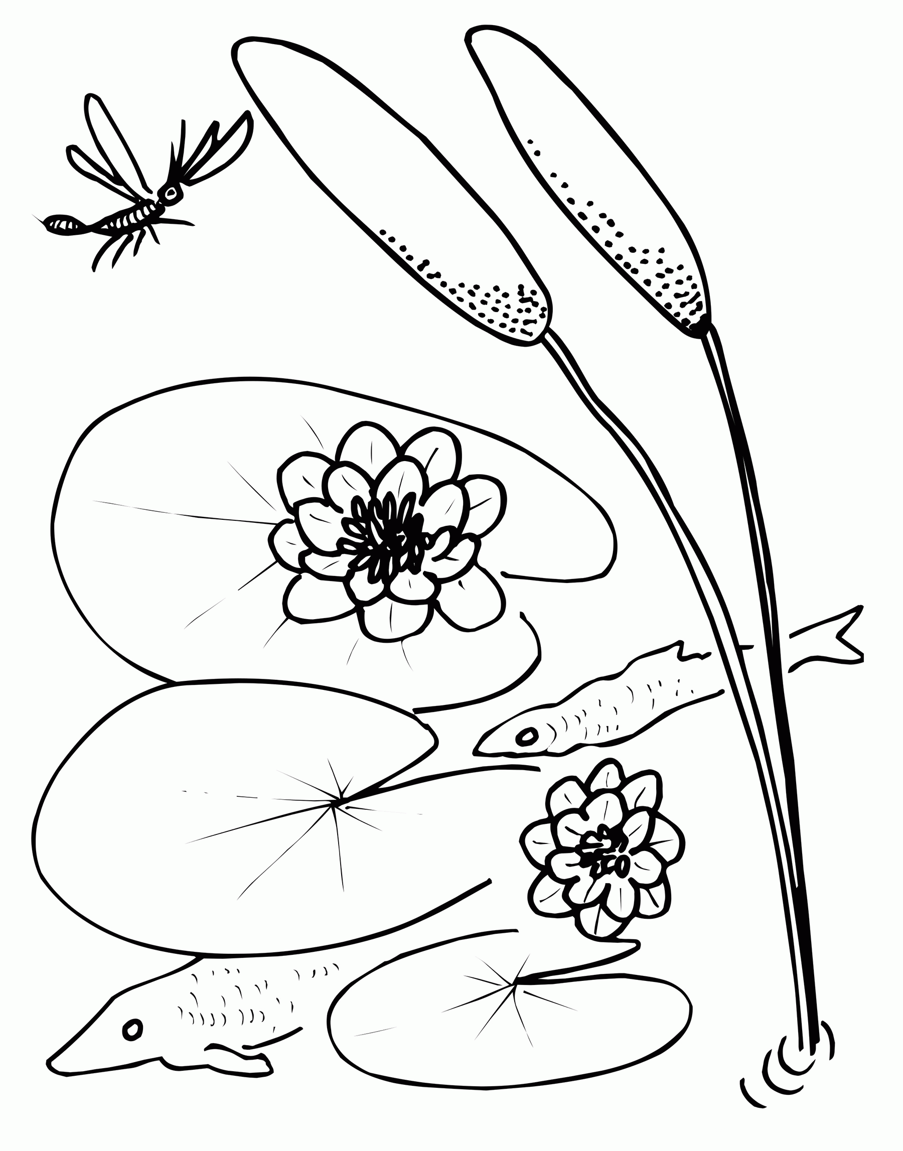 Lily pad malvorlagen