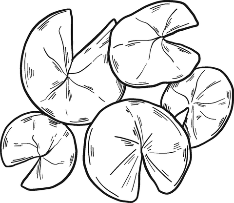 Water lily coloring pages printable for free download