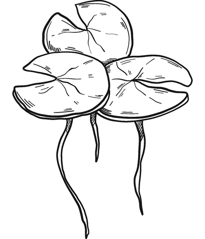 Water lily coloring pages printable for free download