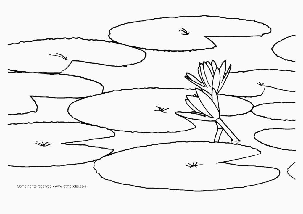 Free lily pad coloring page download free lily pad coloring page png images free cliparts on clipart library