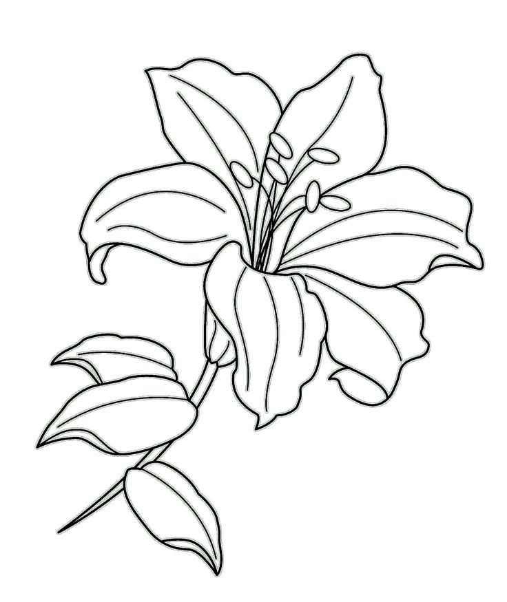 Lily coloring and activity page lilies drawing flower drawing flower line drawings