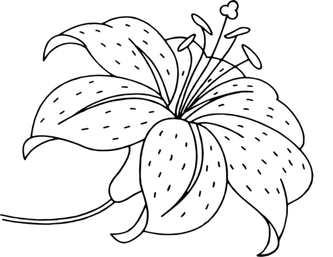 Lily flower coloring page free printable coloring pages