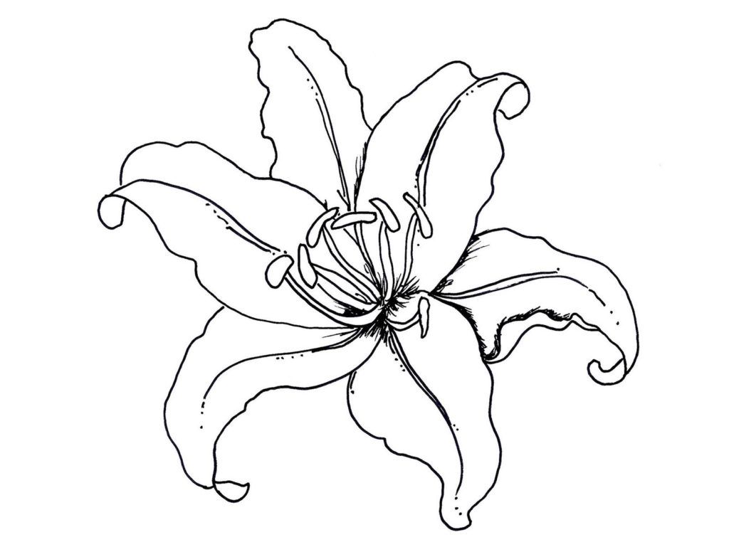 Lily flower coloring book cartoon flowers flower coloring pages flower drawing