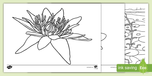 Water lilies louring page