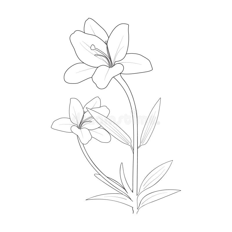 Simple lily flower drawing for kids lily flower coloring page for children lily flower outline line art lily flower stock vector
