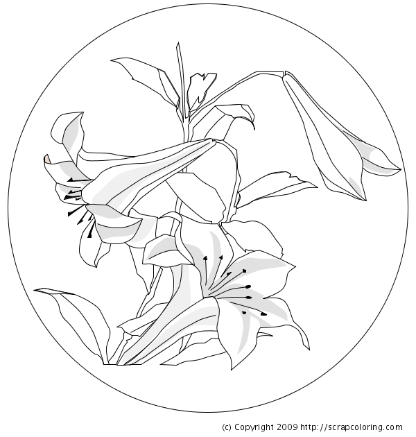 Lilies