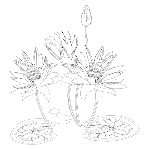 Premium vector water lily outline black and white flower coloring page