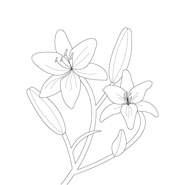 Premium vector lily flower coloring page with line art for kids drawing illustration