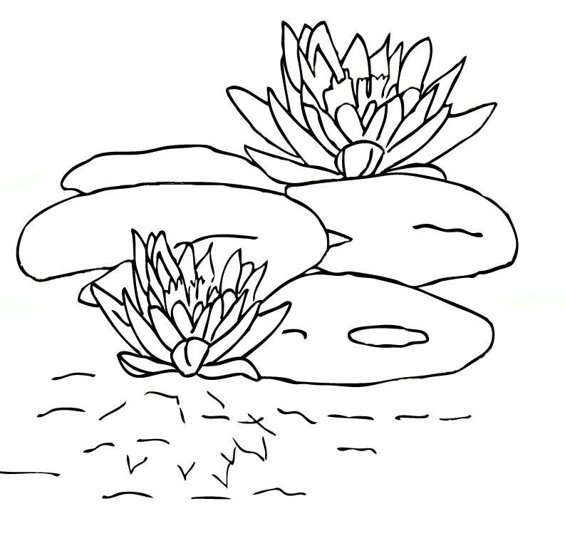 Lily coloring pages