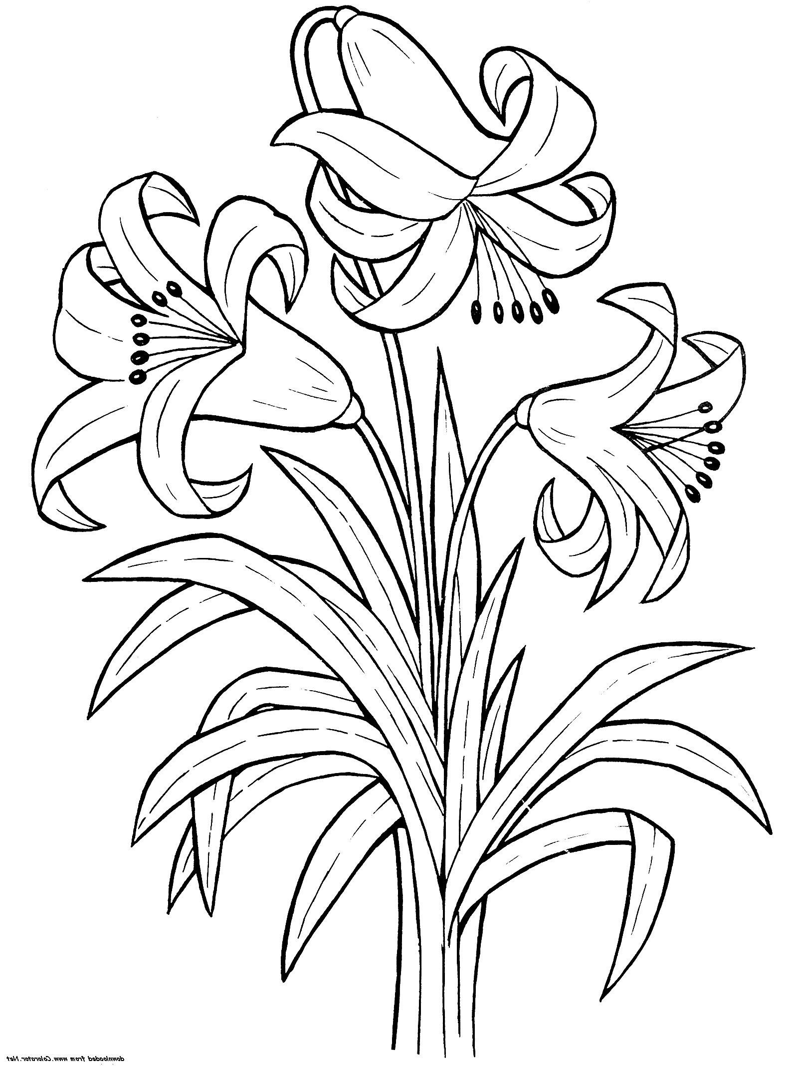 Printable lily flower coloring pages k worksheets printable flower coloring pages flower drawing rose coloring pages