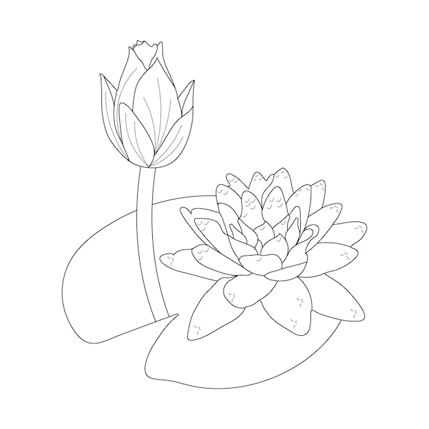Premium vector water lily coloring page and line art flower sketch with flower vector illustration